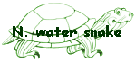 N. water snake