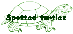 Spotted turtles